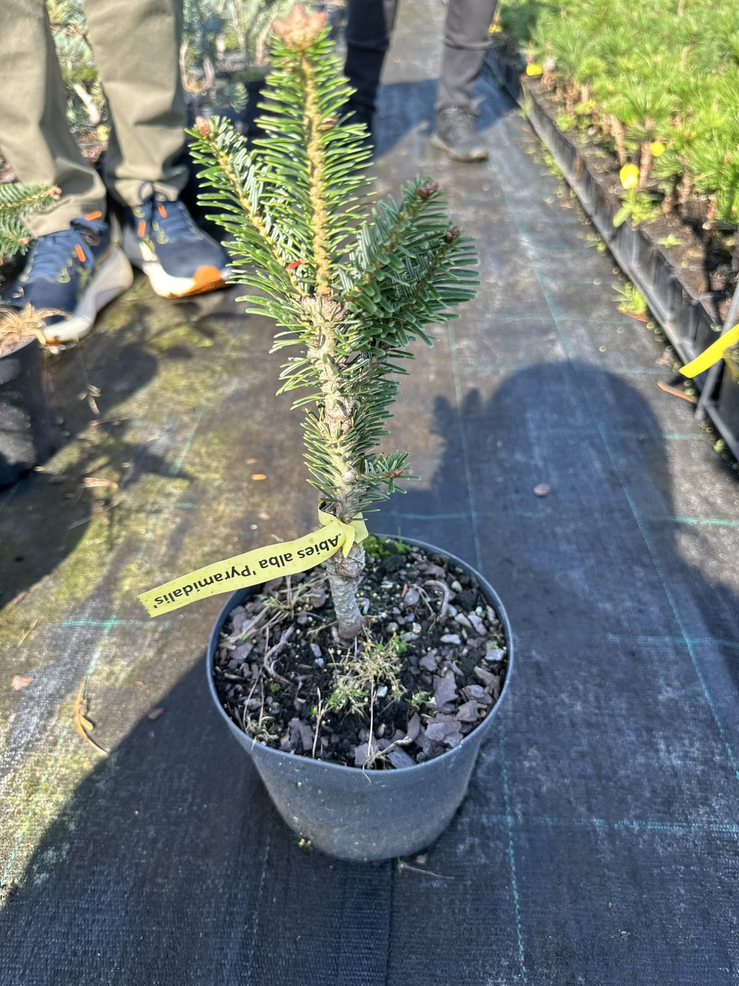 Пихта белая Пирамидалис